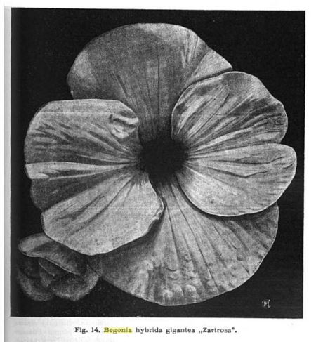 B. ‘Zartrosa’